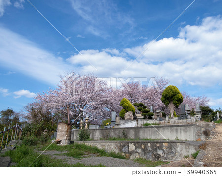 Sakura, Oshibajima Island 139940365