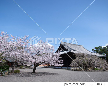 Cherry blossoms and Dojoji Temple Cherry blossoms and Dojoji Temple 139940393