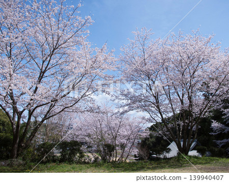 Cherry blossoms and Yoshida Hachiman Shrine Cherry blossoms and Yoshida Hachiman Shrine 139940407
