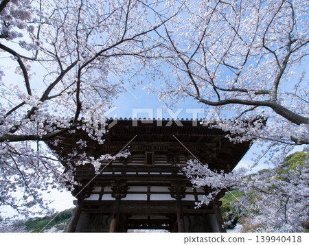 Cherry blossoms and Chōhōji Temple Cherry blossoms and Chōhōji Temple 139940418