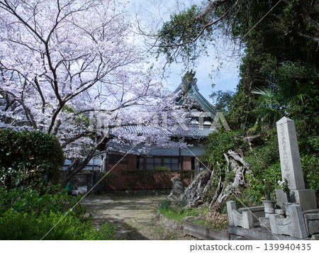 Cherry blossoms and Jokokuji Temple 139940435