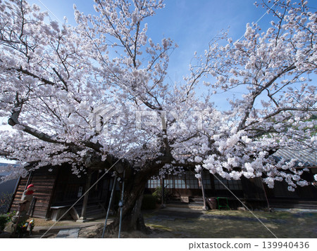 櫻花和東光寺 139940436