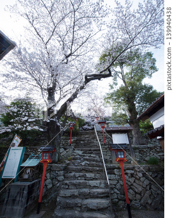Cherry blossoms and Tachibanamoto Shrine Cherry blossoms and Tachibanamoto Shrine 139940438