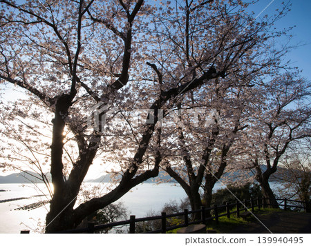 櫻花與瀨戶內海:笠戶島 櫻花與瀨戶內海:笠戶島 139940495