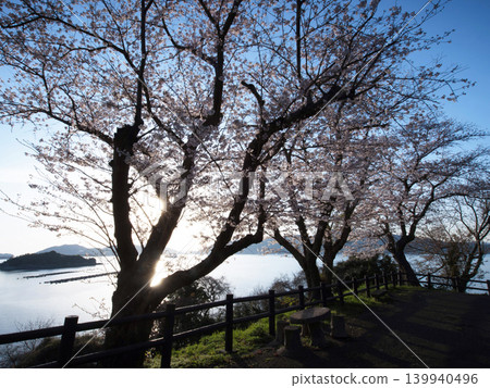 Cherry blossoms and the Seto Inland Sea: Kasado Island Cherry blossoms and the Seto Inland Sea: Kasado Island 139940496