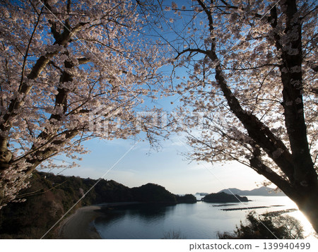 Cherry blossoms and the Seto Inland Sea: Kasado Island Cherry blossoms and the Seto Inland Sea: Kasado Island 139940499