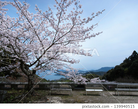 Cherry blossoms and the Seto Inland Sea: Yashirojima Island 139940515