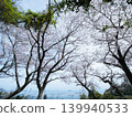 Gojo's Thousand Cherry Trees, Yashirojima Island 139940533