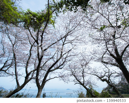 Gojo's Thousand Cherry Trees, Yashirojima Island 139940533