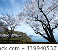 Gojo's Thousand Cherry Trees, Yashirojima Island 139940537