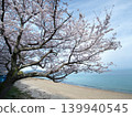 Cherry Blossoms and Marbles Beach, Yashirojima Island 139940545