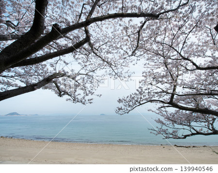 八代島櫻花與大理石海灘 139940546