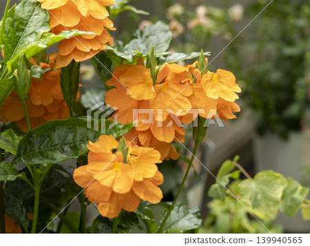 A vibrant orange Crossandra A vibrant orange Crossandra 139940565