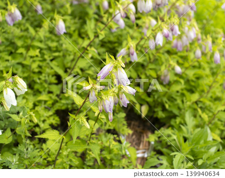 Campanula flowers blooming by the roadside Campanula flowers blooming by the roadside 139940634