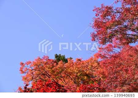 鮮紅的秋葉與蔚藍的天空 鮮紅的秋葉與蔚藍的天空 139940693