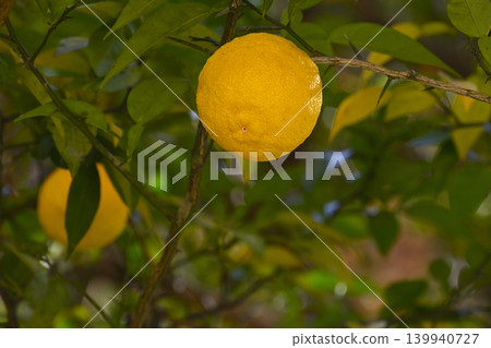 Fruitful citrus fruits Fruitful citrus fruits 139940727