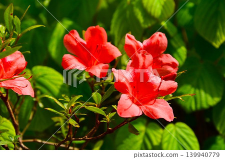山澤杜鵑花 山澤杜鵑花 139940779