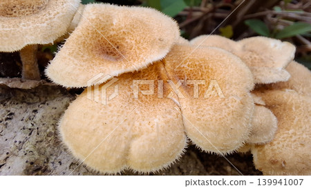 Hairy Hexagonia Mushroom Wild Polypore Fungus Growing on Dead Wood Log Close Up Hairy Hexagonia Mushroom Wild Polypore Fungus Growing on Dead Wood Log Close Up 139941007