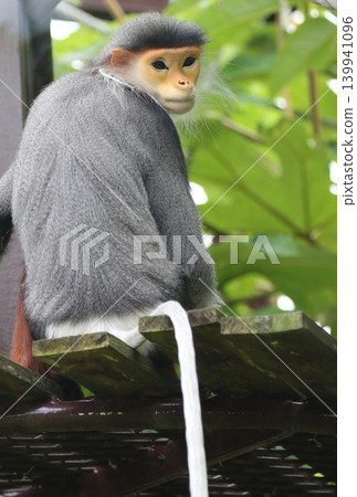 一隻紅腿白臀葉猴轉過身來；這是一種罕見的靈長類動物，擁有美麗的長尾巴。 139941096
