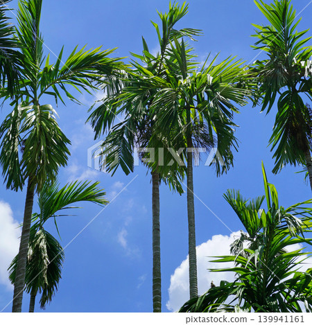 palm trees palm trees 139941161