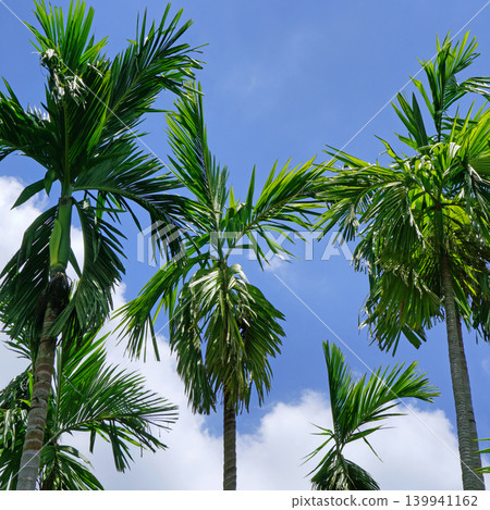 palm trees 139941162