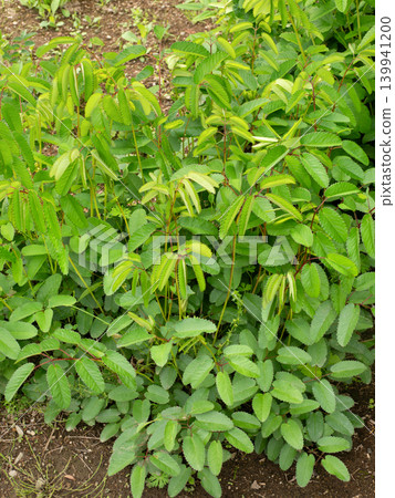 茂盛的綠色地榆 139941200