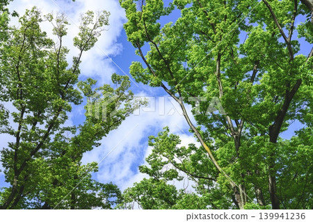 背景素材:森林天空 背景素材:森林天空 139941236