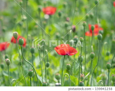 Red poppy flowers Red poppy flowers 139941238