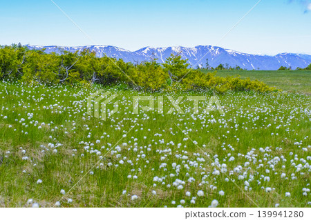 白雪皚皚的山峰和盛開著棉花草的草甸。 139941280