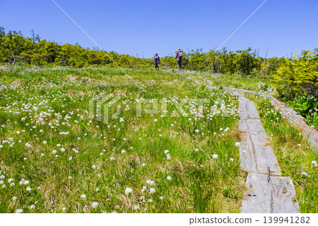 Cotton grass blooming in the marshland Cotton grass blooming in the marshland 139941282