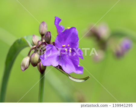 Flower of Murasaki Yukusa Flower of Murasaki Yukusa 139941295