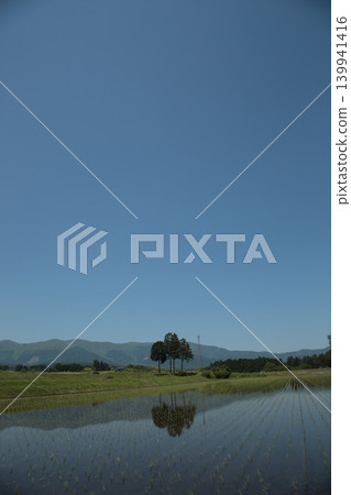 水稻種植後的稻田 水稻種植後的稻田 139941416