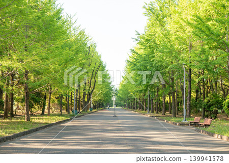 公園裡綠樹成蔭的小徑，樹葉翠綠欲滴。 [春季][初夏] 139941578