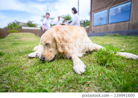 Golden retriever relaxing on the grass Golden retriever relaxing on the grass 139941600