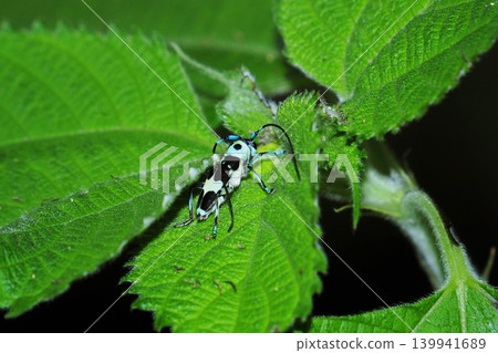 一隻苧麻天牛(Ramie beetle)棲息在苧麻葉上。 一隻苧麻天牛(Ramie beetle)棲息在苧麻葉上。 139941689