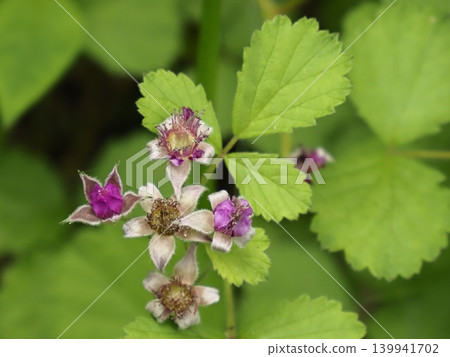 Nawaishiroigo flower 139941702
