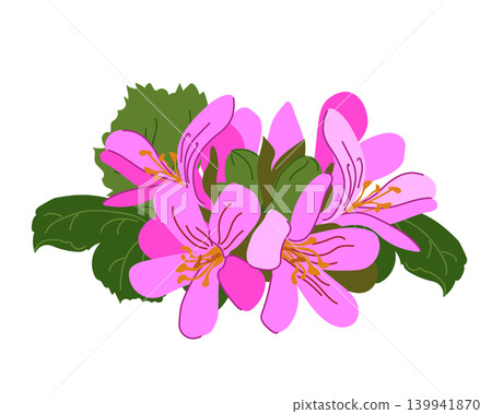 Pink geranium or Pelargonium graveolens. Blooming pink flowers on a white background. Vector illustration for a label, spa, cosmetics, natural health products. Plant used for essential oil production. Pink geranium or Pelargonium graveolens. Blooming pink flowers on a white background. Vector illustration for a label, spa, cosmetics, natural health products. Plant used for essential oil production. 139941870
