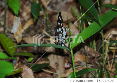 A spotted butterfly with damaged wings perched on a bamboo leaf. A spotted butterfly with damaged wings perched on a bamboo leaf. 139942020