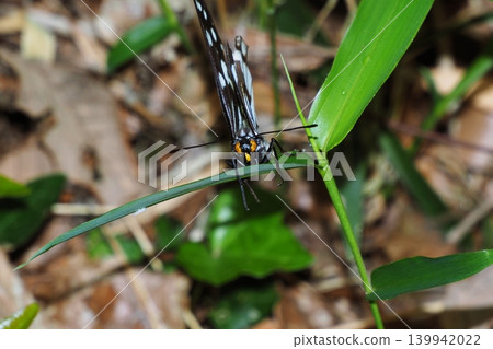 A spotted butterfly with damaged wings perched on a bamboo leaf. A spotted butterfly with damaged wings perched on a bamboo leaf. 139942022