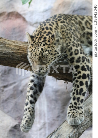 Amur leopard sleeping in a tree: A relaxed large feline (vertical view) 139942040