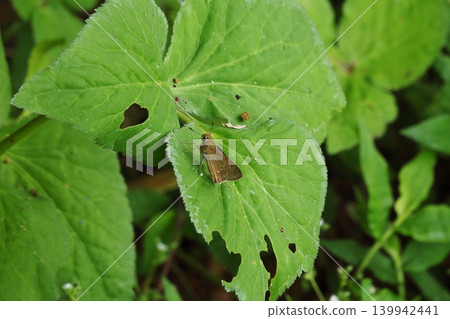 一隻弄蝶停在白花菝葜的葉子上。 一隻弄蝶停在白花菝葜的葉子上。 139942441