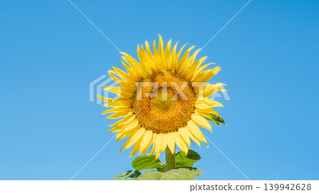 sunflower	 139942628
