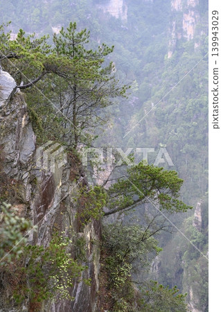 Young pines over a precipice in the Tianmenshan Mountains in the vicinity of Zhangjiajie, China Young pines over a precipice in the Tianmenshan Mountains in the vicinity of Zhangjiajie, China 139943029