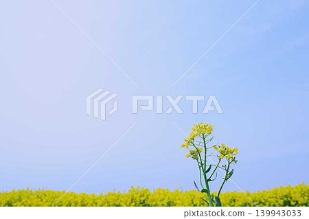 Rape blossoms blooming in the northern land Rape blossoms blooming in the northern land 139943033