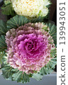 reddish-purple ornamental cabbage 139943051