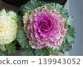 reddish-purple ornamental cabbage 139943052