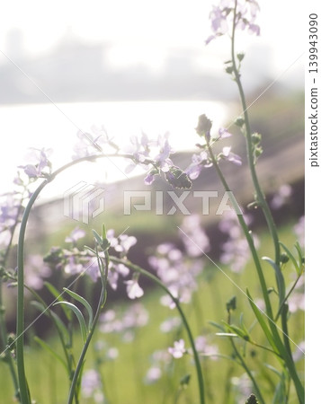 春日河岸邊，紫色的光芒在逆光中閃爍。 139943090