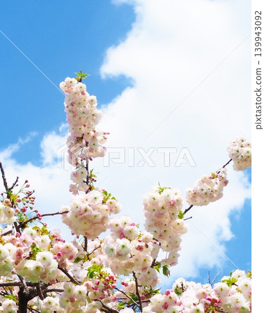 Beautiful double cherry blossoms in full bloom, viewed against a backdrop of blue sky and white clouds. 139943092