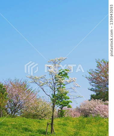 White-flowered trees stand out against the clear blue sky and lush green grassland of spring. 139943093