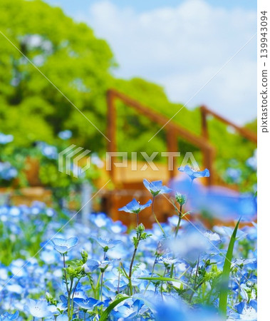 A field of blue nemophila flowers blooming beautifully against a backdrop of fresh green trees. 139943094